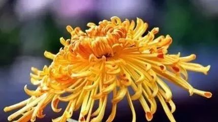 吉祥如意健身養(yǎng)生_吉祥如意養(yǎng)生舞教學(xué)_吉祥如意健身養(yǎng)生舞背向