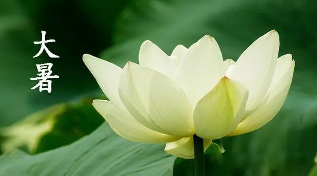 大暑時(shí)節(jié)話養(yǎng)生